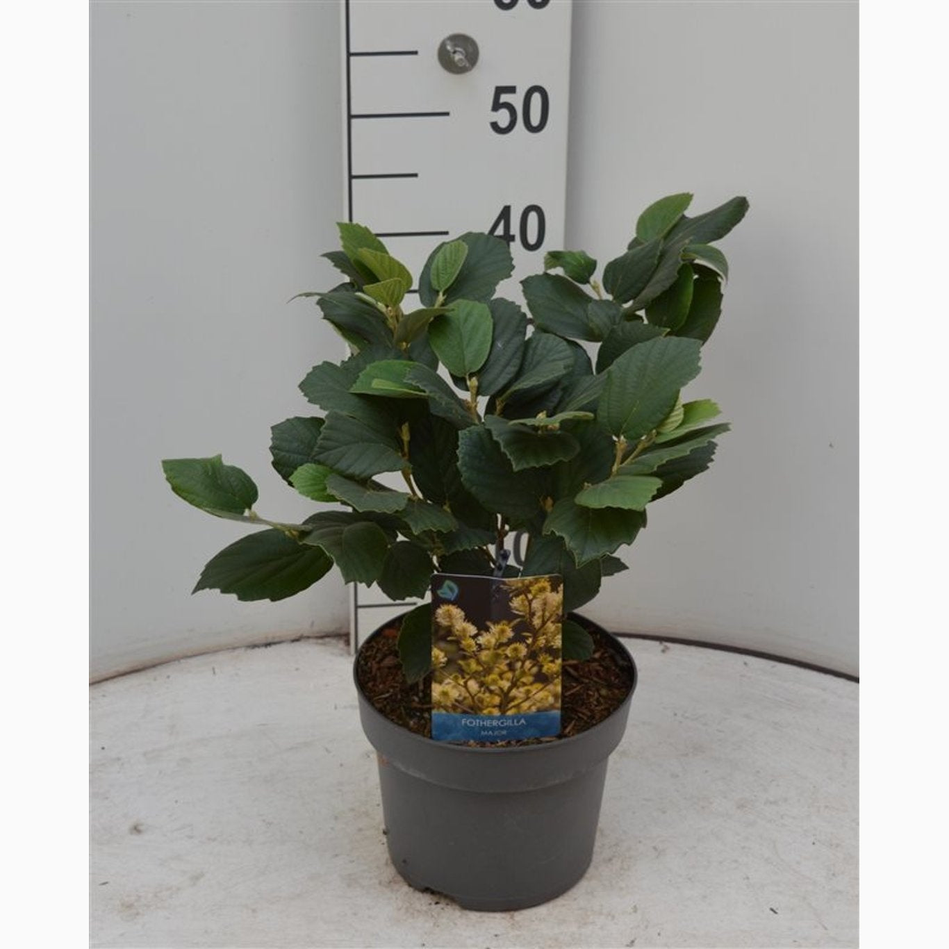 Fothergilla – Fothergilla major - C4 40-60 CM